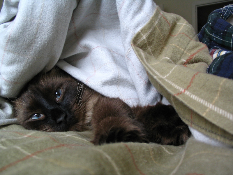 Devon Kat
