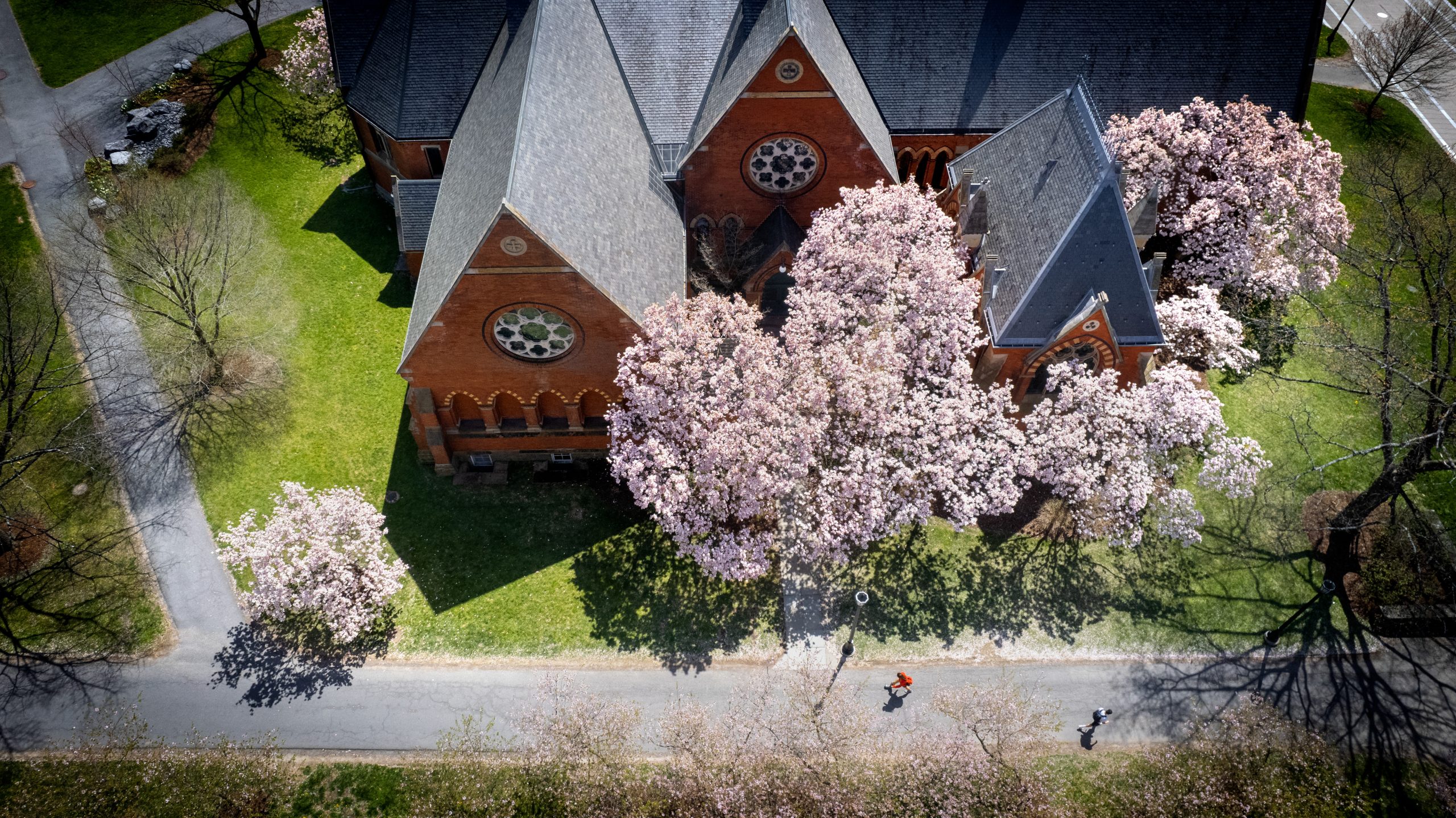 Magnolias are in full bloom outside Sage Chapel