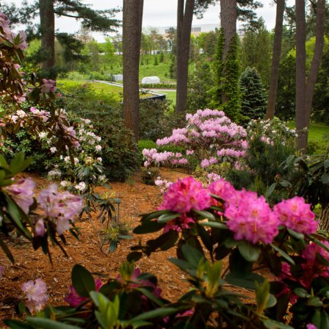 A wooded area with pink and white flowers in the foreground